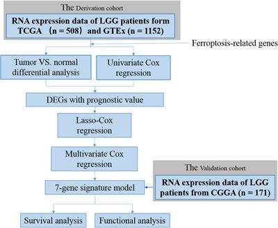 Prognostic Model and Nomogram Construction Based on a Novel Ferroptosis-Related Gene Signature in Lower-Grade Glioma